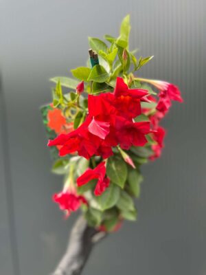 Dipladenia – Sundaville Red