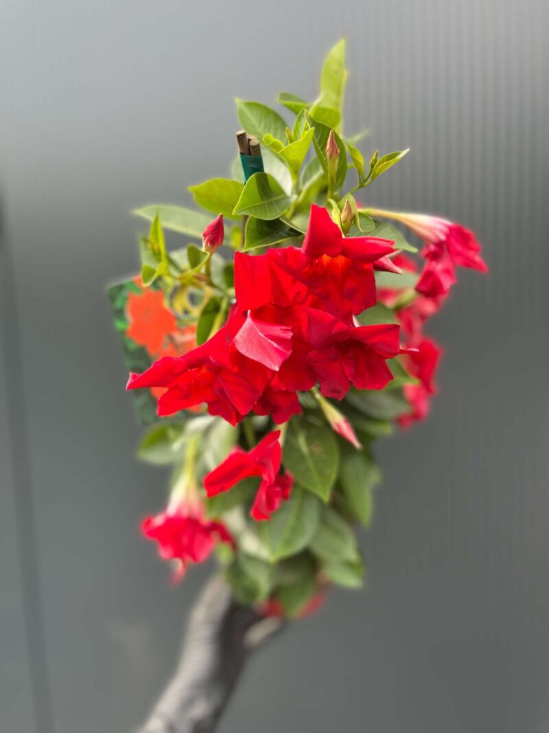 Dipladenia – Sundaville Red