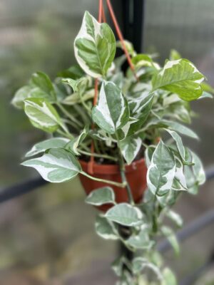 Epipremnum n’Joy