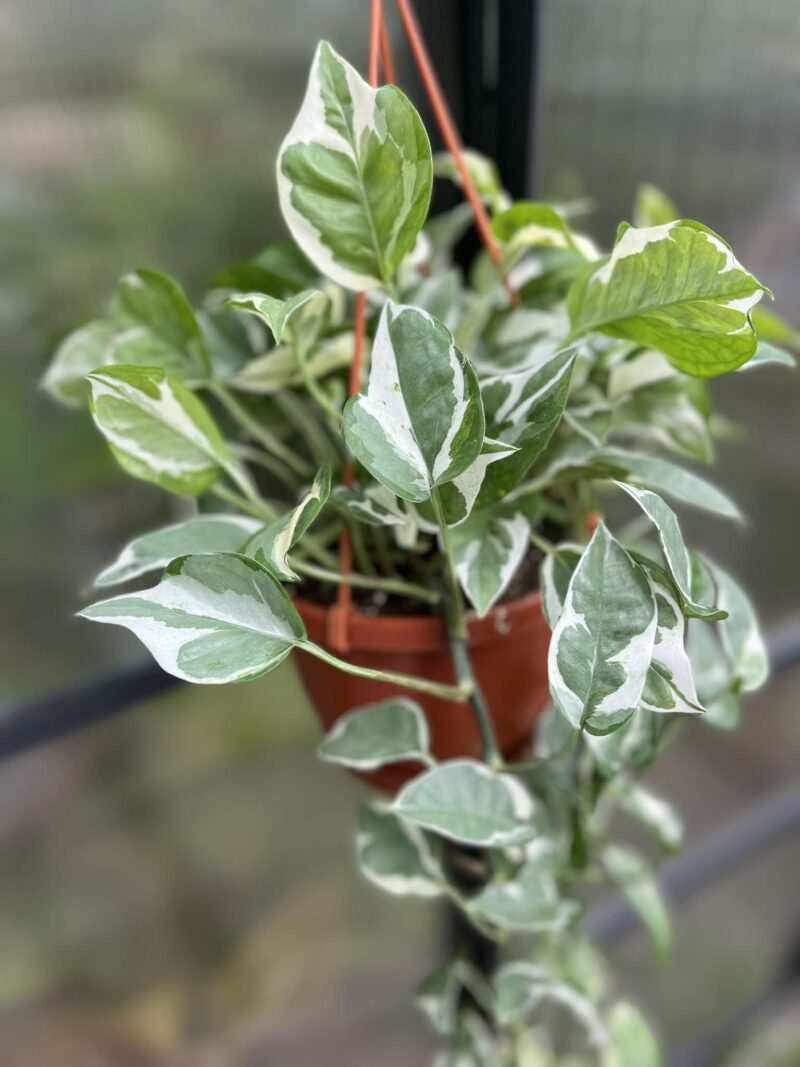 Epipremnum n’Joy