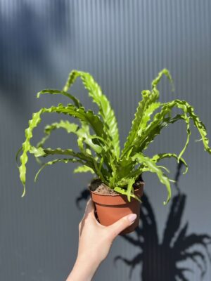 Asplenium nidus Crispy Wave, Paproć Gniazdowa