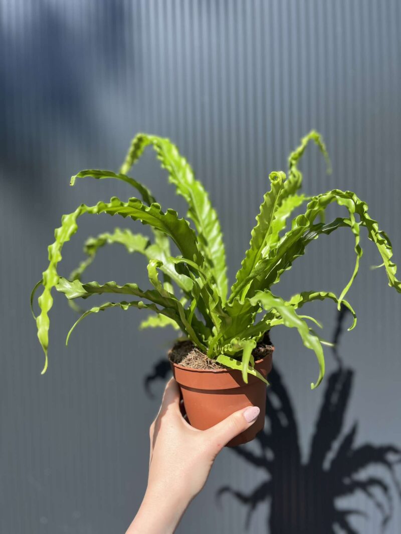 Asplenium nidus Crispy Wave, Paproć Gniazdowa