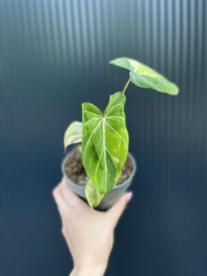Philodendron Gloriosum Variegata