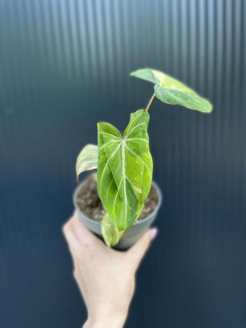 Philodendron Gloriosum Variegata
