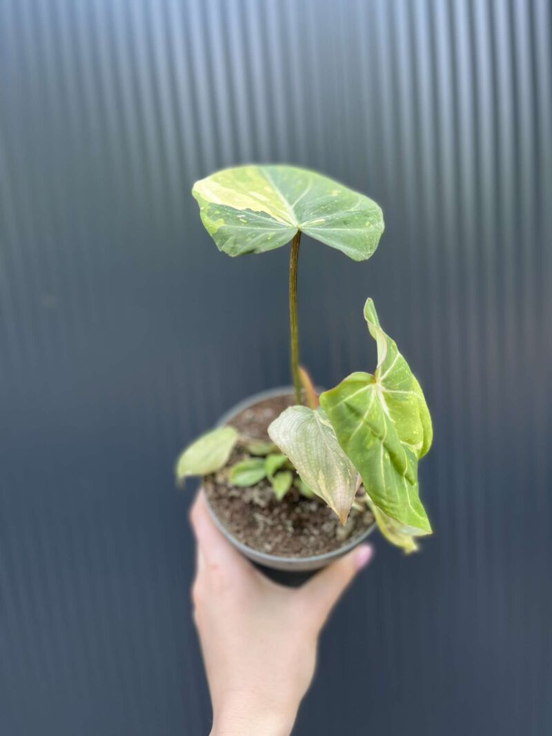 Philodendron Gloriosum Variegata