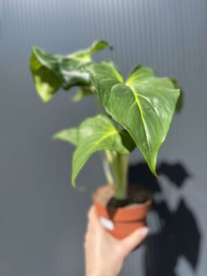 Homalomena, Homaloena Tropikalna Zieleń o Eleganckich Liściach