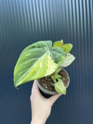 Philodendron Gloriosum Variegata