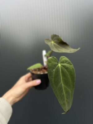 Anthurium Shuar Soul Inverse Crossing x Anthurium Papillilaminum