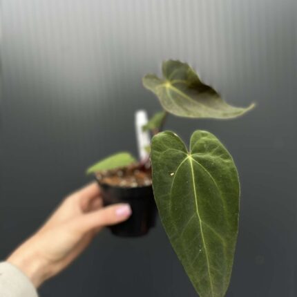 Anthurium Shuar Soul Inverse Crossing x Anthurium Papillilaminum