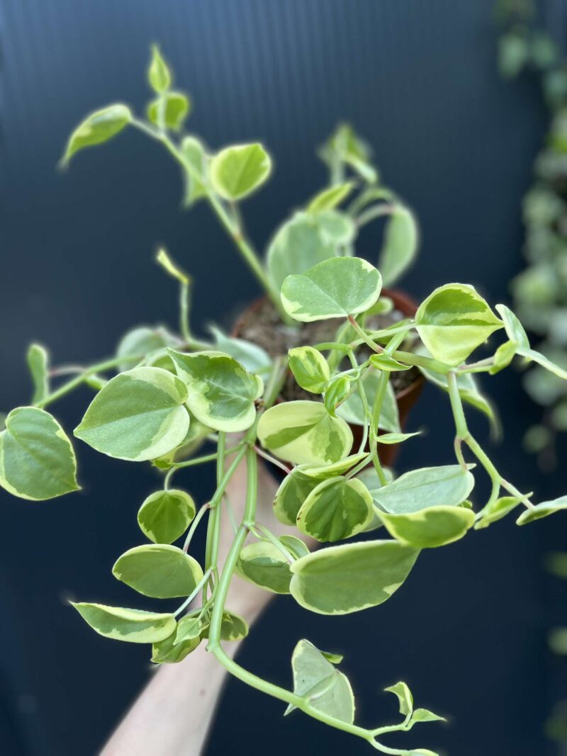 Peperomia scandens ‘Variegata’