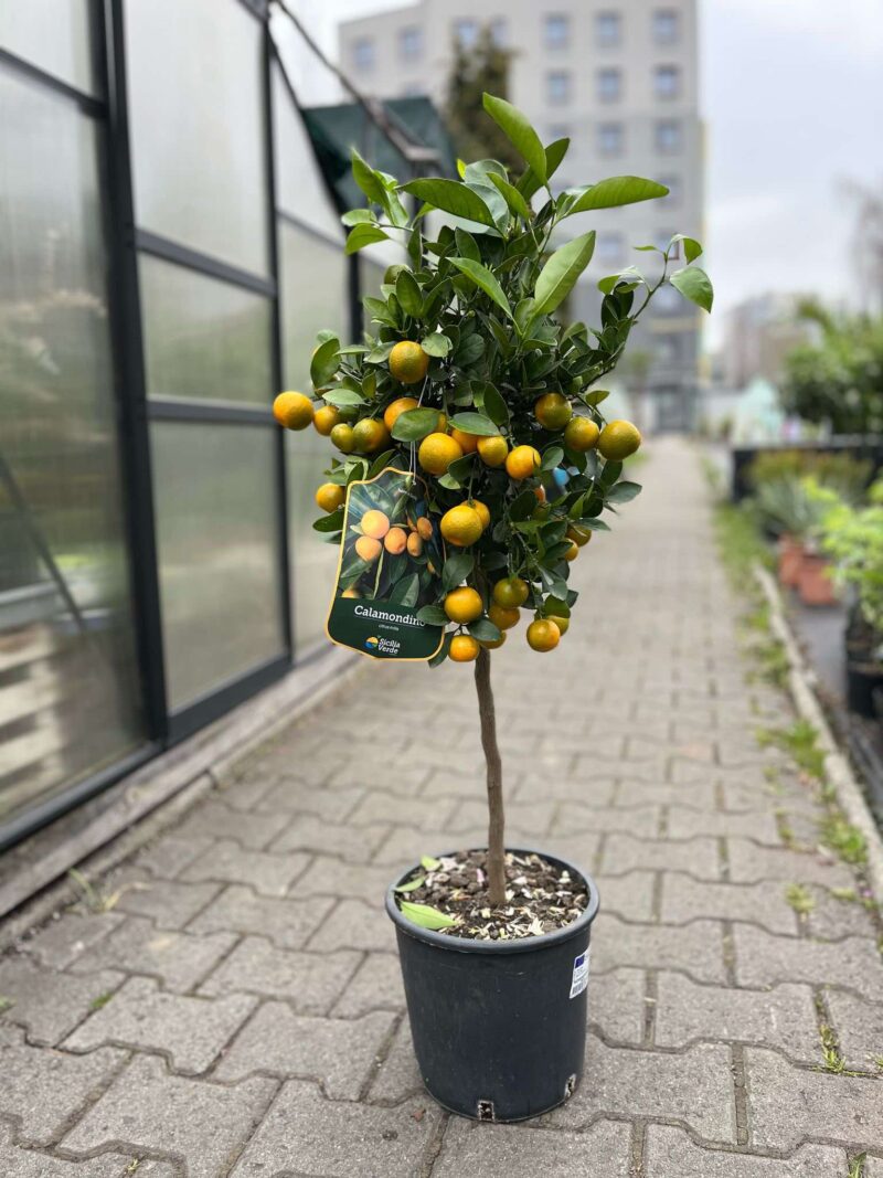 Calamandino (Citrus mitis)