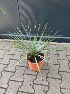 Yucca rostrata