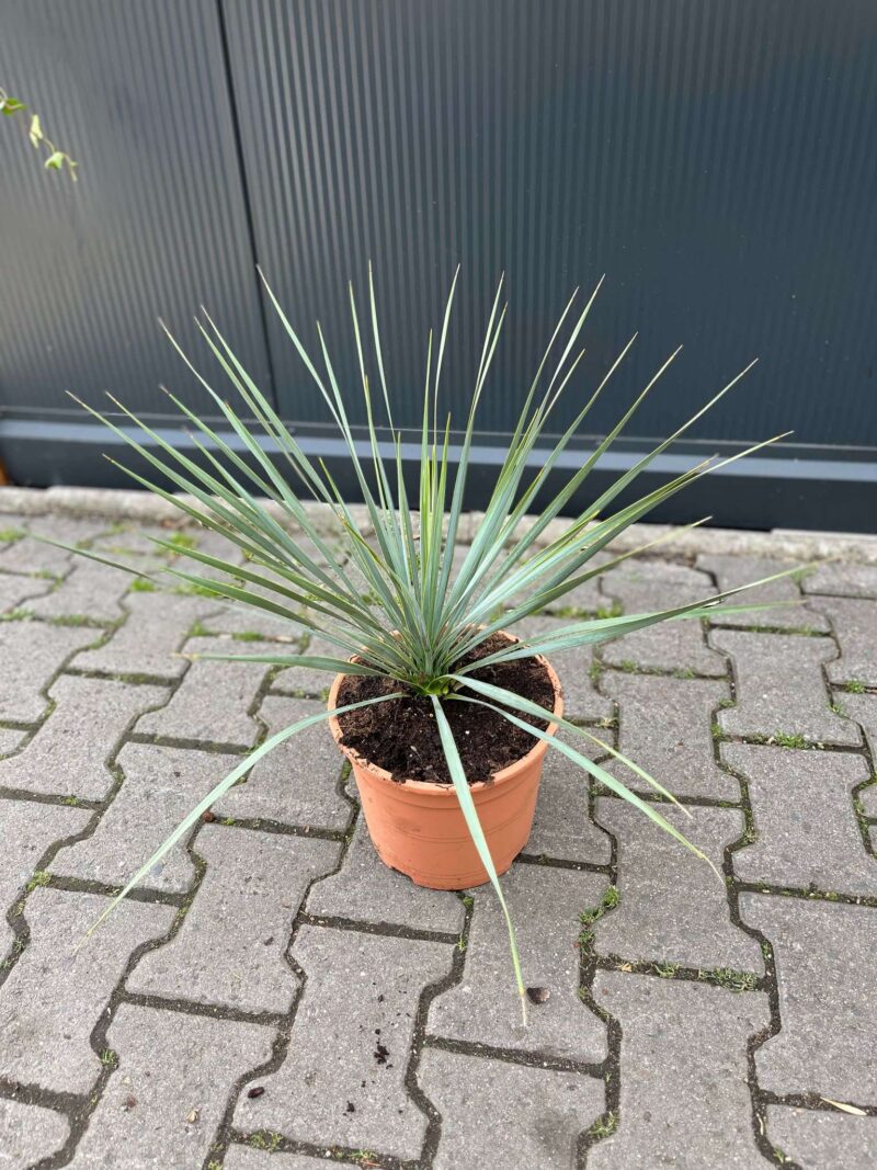 Yucca rostrata