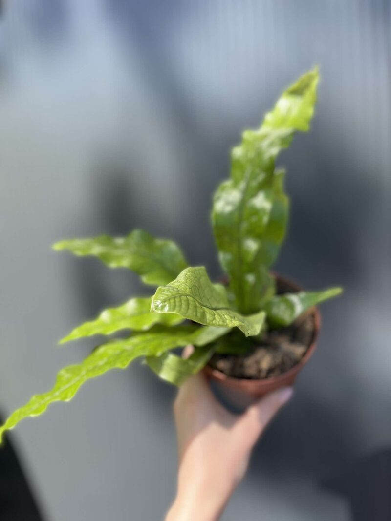 Microrosum musifolium ‘Crocodyllus’ – Tropikalna Paproć Krokodyl