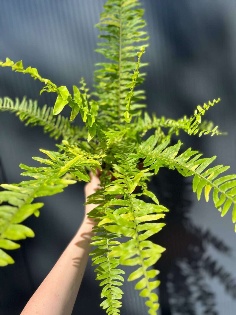Paproć Variegata (Nephrolepis Exaltata Variegata)