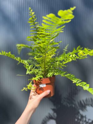 Paproć Variegata (Nephrolepis Exaltata Variegata)