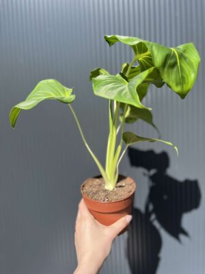 Homalomena, Homaloena Tropikalna Zieleń o Eleganckich Liściach