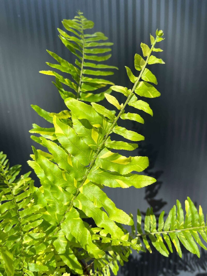 Paproć Variegata (Nephrolepis Exaltata Variegata)