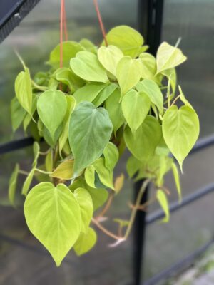 Philodendron Scandens Lemon Lime
