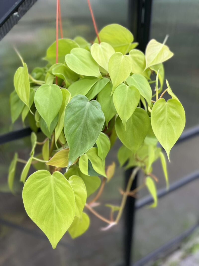 Philodendron Scandens Lemon Lime