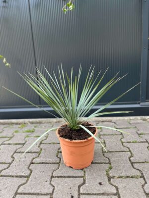 Yucca rostrata