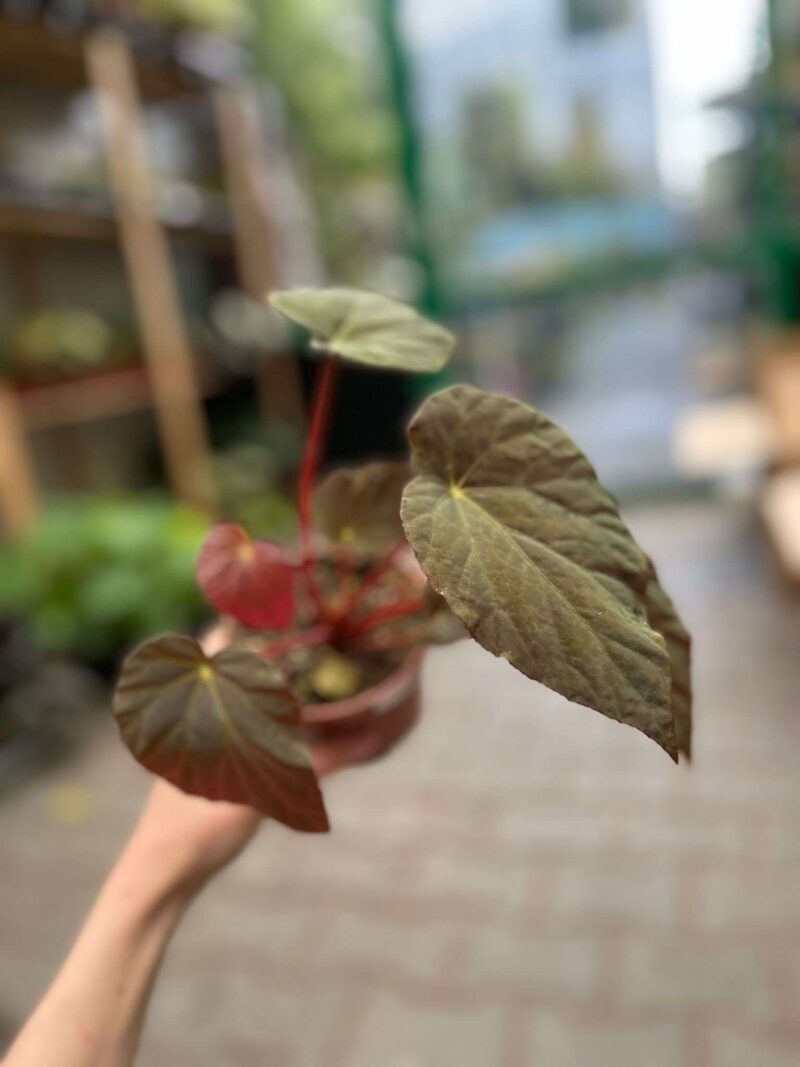 Begonia Pavonina