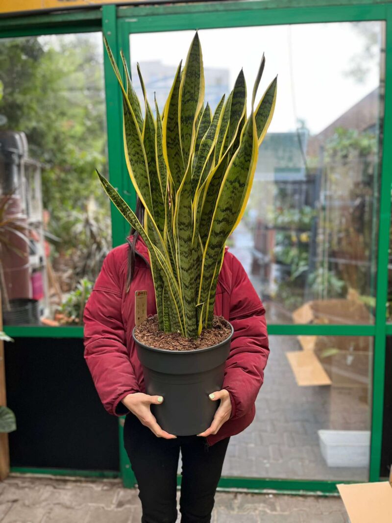 Sansevieria trifasciata ‘Laurentii’ (Sansewieria gwinejska)