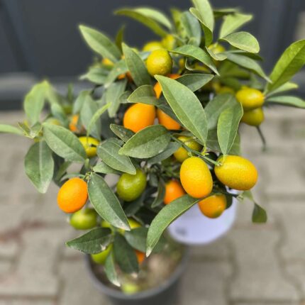 Kumquat (Fortunella japonica)