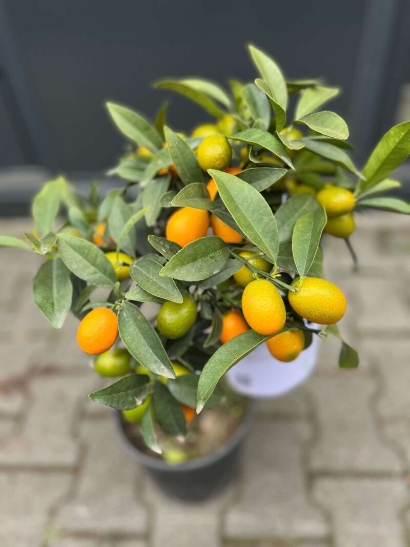 Kumquat (Fortunella japonica)
