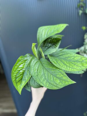 Monstera Karstenianum Peru