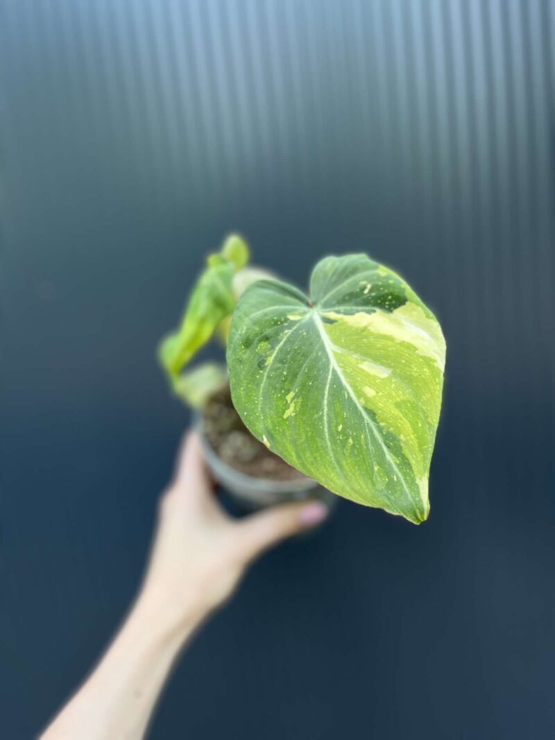 Philodendron Gloriosum Variegata