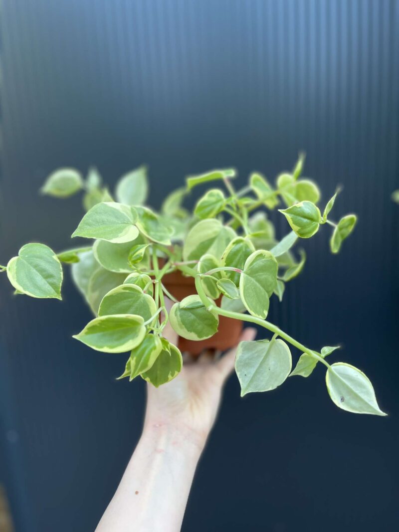 Peperomia scandens ‘Variegata’