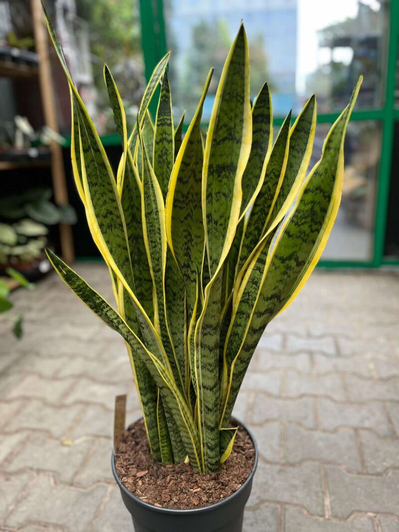 Sansevieria trifasciata ‘Laurentii’ (Sansewieria gwinejska)