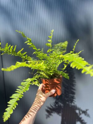 Paproć Variegata (Nephrolepis Exaltata Variegata)