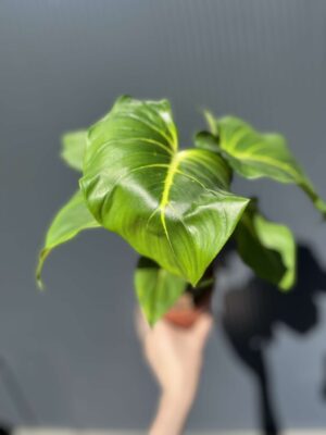 Homalomena, Homaloena Tropikalna Zieleń o Eleganckich Liściach