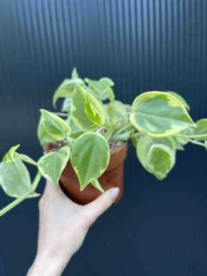 Peperomia scandens ‘Variegata’