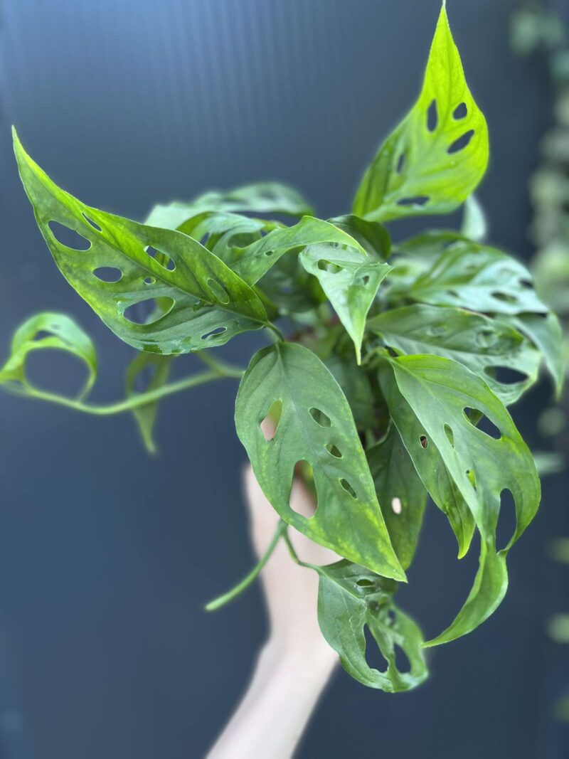 Monstera Adansonii Laniata