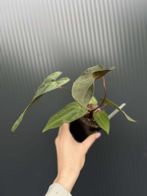 Anthurium Shuar Soul Inverse Crossing x Anthurium Papillilaminum