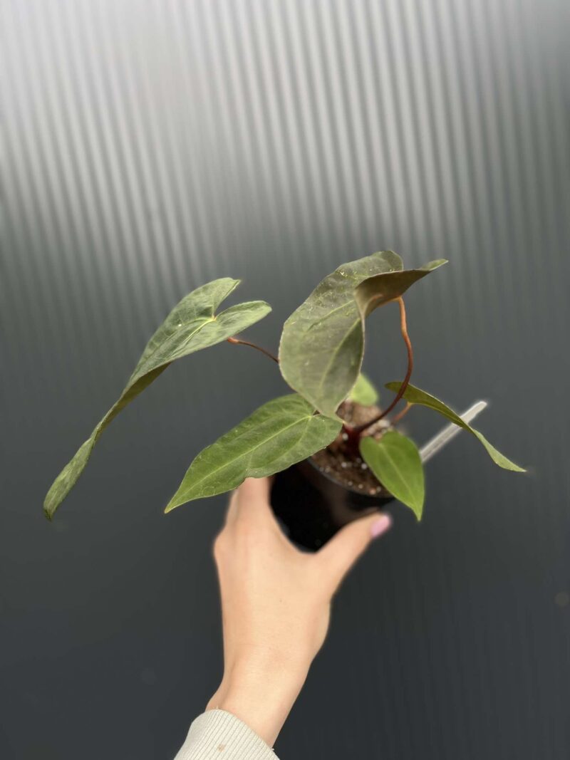 Anthurium Shuar Soul Inverse Crossing x Anthurium Papillilaminum