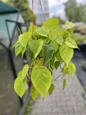 Philodendron Scandens Lemon Lime