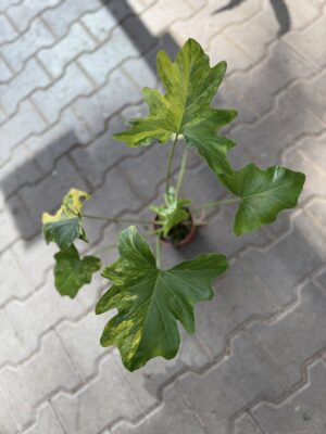 Philodendron Thaumatophyllum Selloum Variegata
