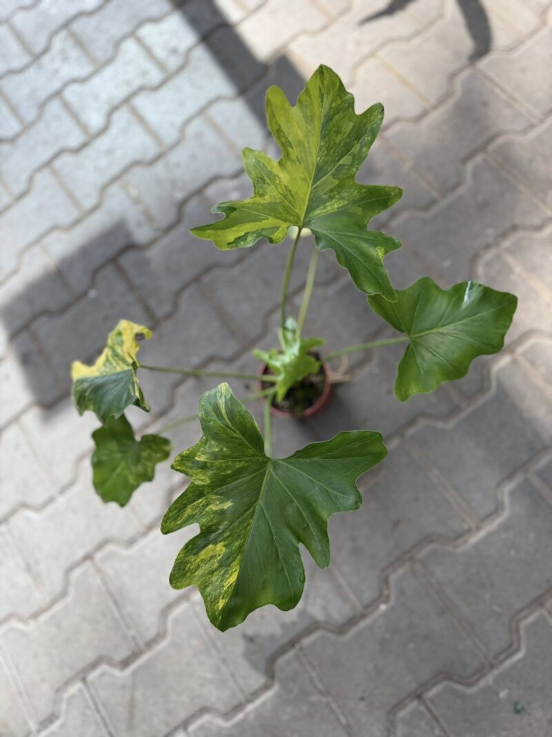 Philodendron Thaumatophyllum Selloum Variegata