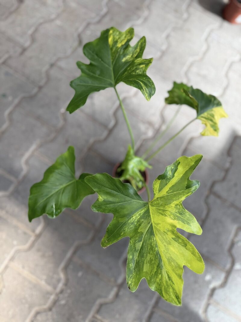 Philodendron Thaumatophyllum Selloum Variegata