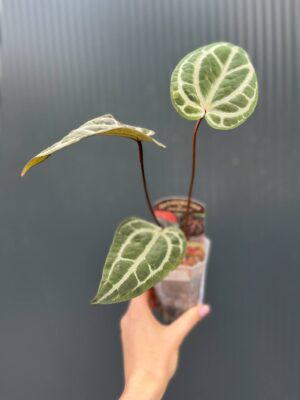 Anthurium Dockblock Zara® ’29’ x Dockblock Zara® ‘3’