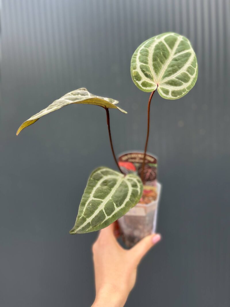 Anthurium Dockblock Zara® ’29’ x Dockblock Zara® ‘3’