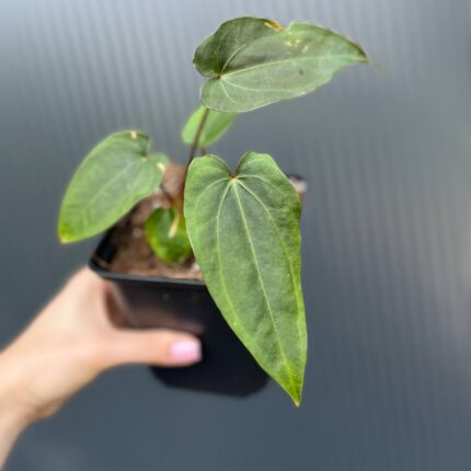 Anthurium Crystal Sky ×  Nigrolaminum ‘Gigi’