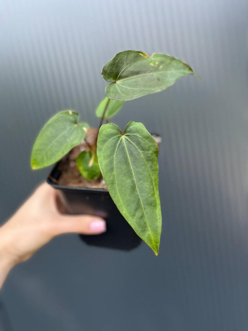 Anthurium Crystal Sky ×  Nigrolaminum ‘Gigi’
