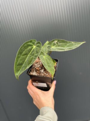 Anthurium Magnificent Girl ‘Inverse Crossing’ x  Anthurium papillilaminum