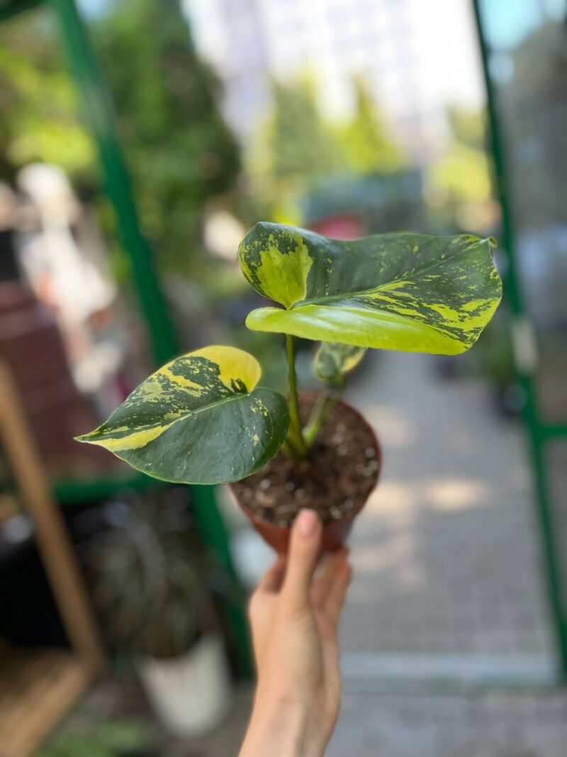 Monstera Aurea Variegata POM POM