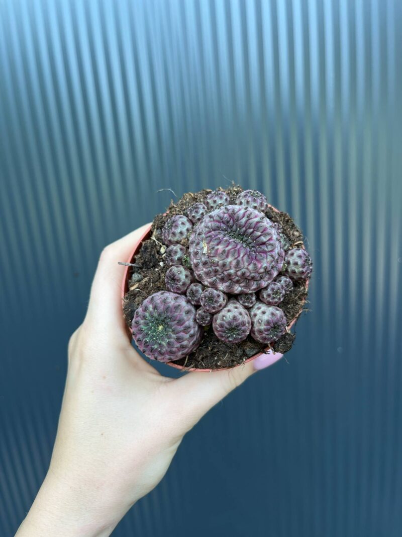 Sulcorebutia rauschii